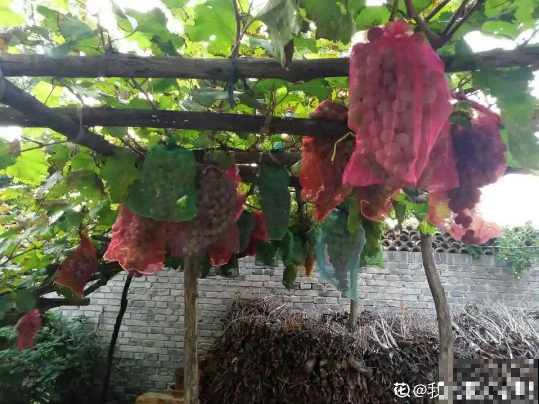 植物搬出门，痛快淋场雨，植物越来越旺