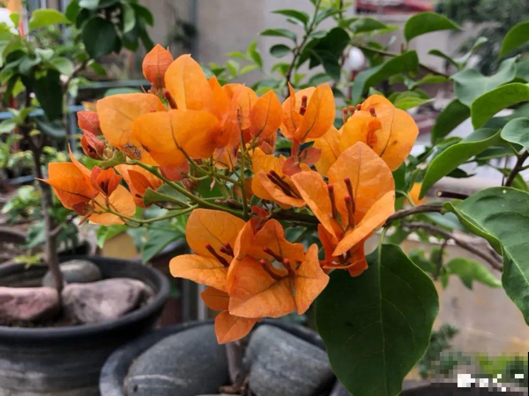 9个开花劳模，施肥不能停，不然越养越差劲