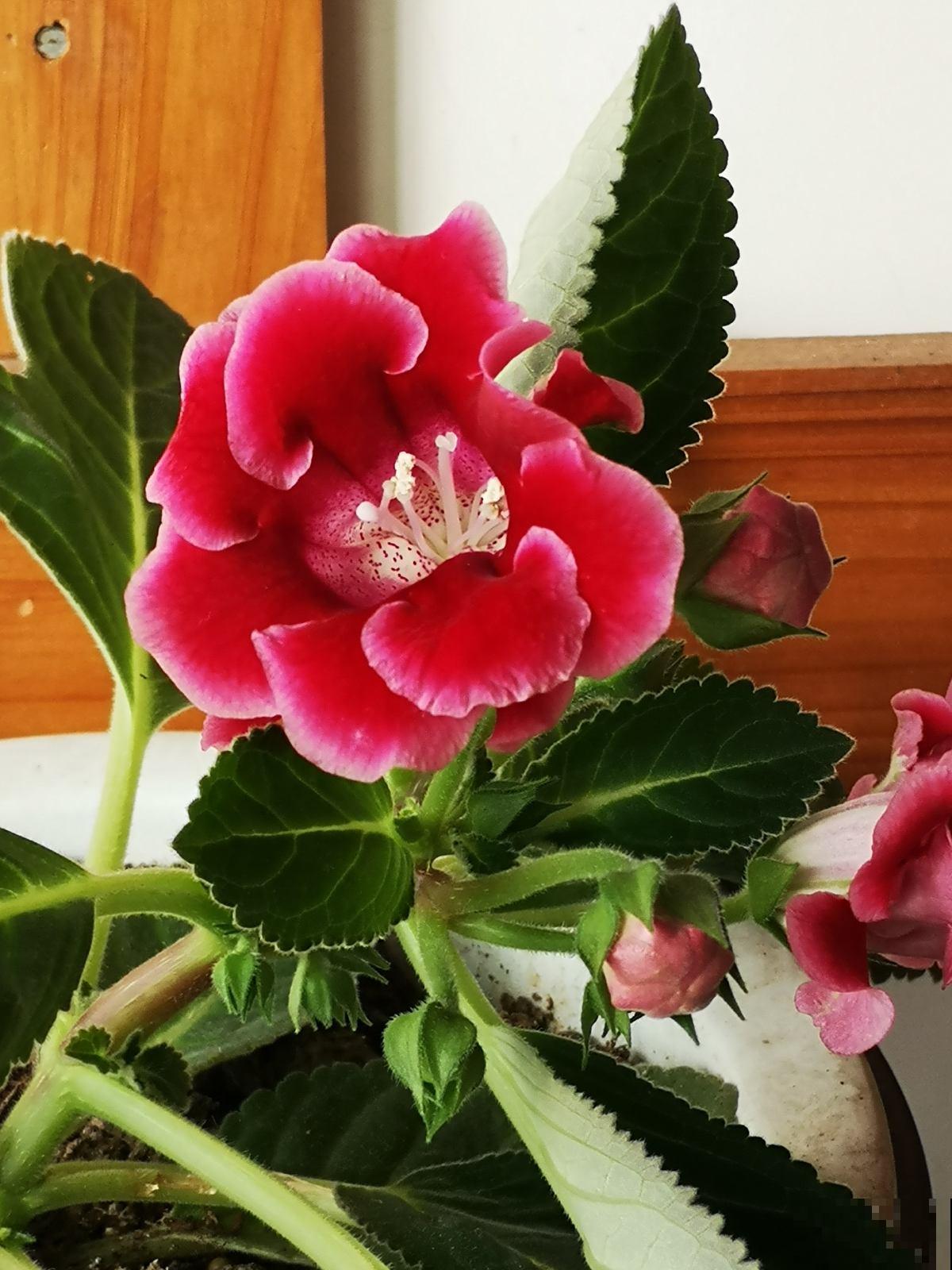 夏天养花浇水是个大问题，注意3个要点，浇水一点都不愁