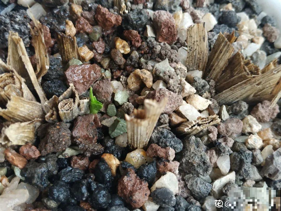 养花“黑名单”实在太难养，心累