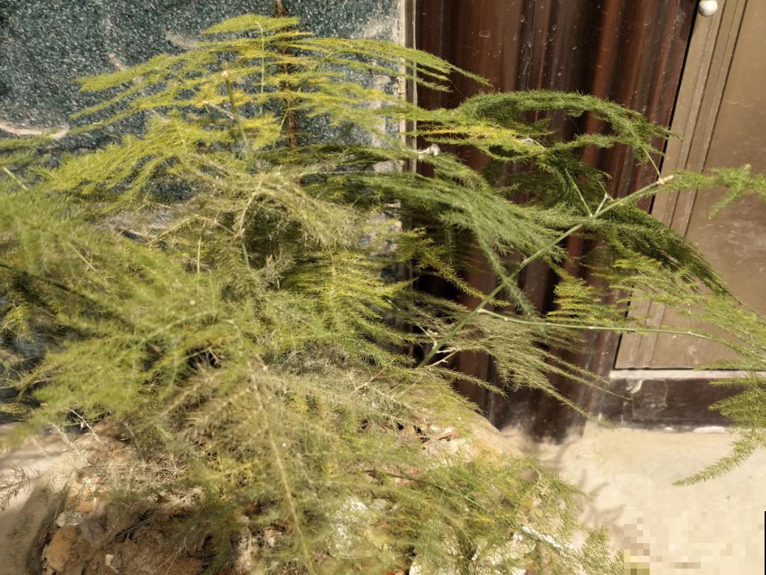 养花“黑名单”实在太难养，心累