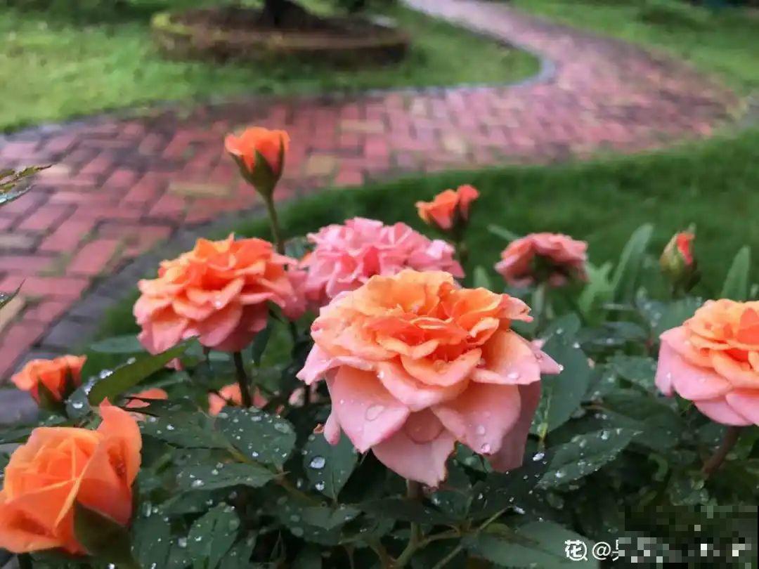 天台花园VS低层庭院,哪里养花更方便? 天台花园VS低层庭院,哪里养花更方便?