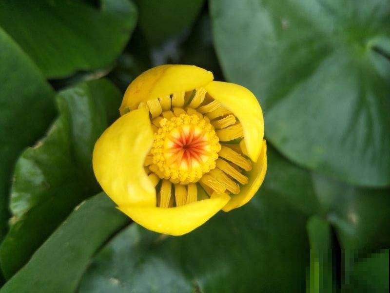 路边野花别乱采，采了有麻烦，再好看也别碰