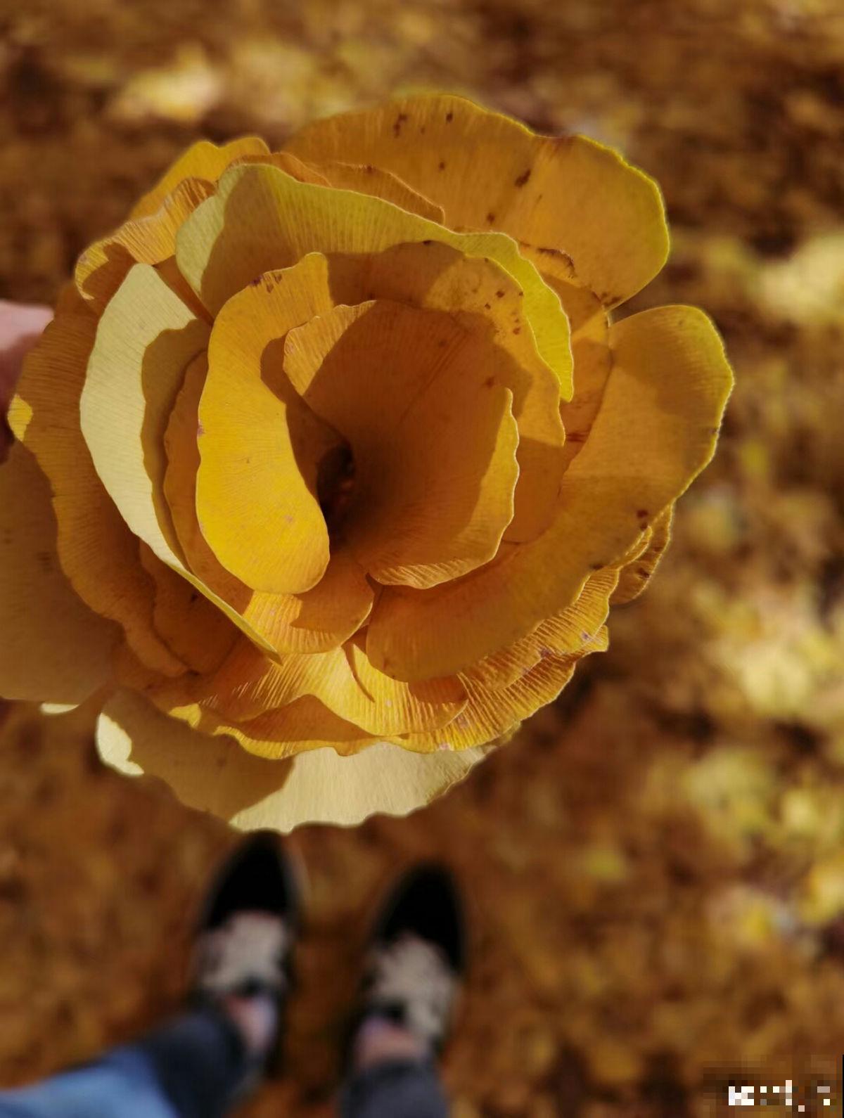 秋后最困扰的事儿,就是大把掉头发,6个妙招改善掉发 秋后最困扰的事儿,就是大把掉头发,6个妙招改善掉发