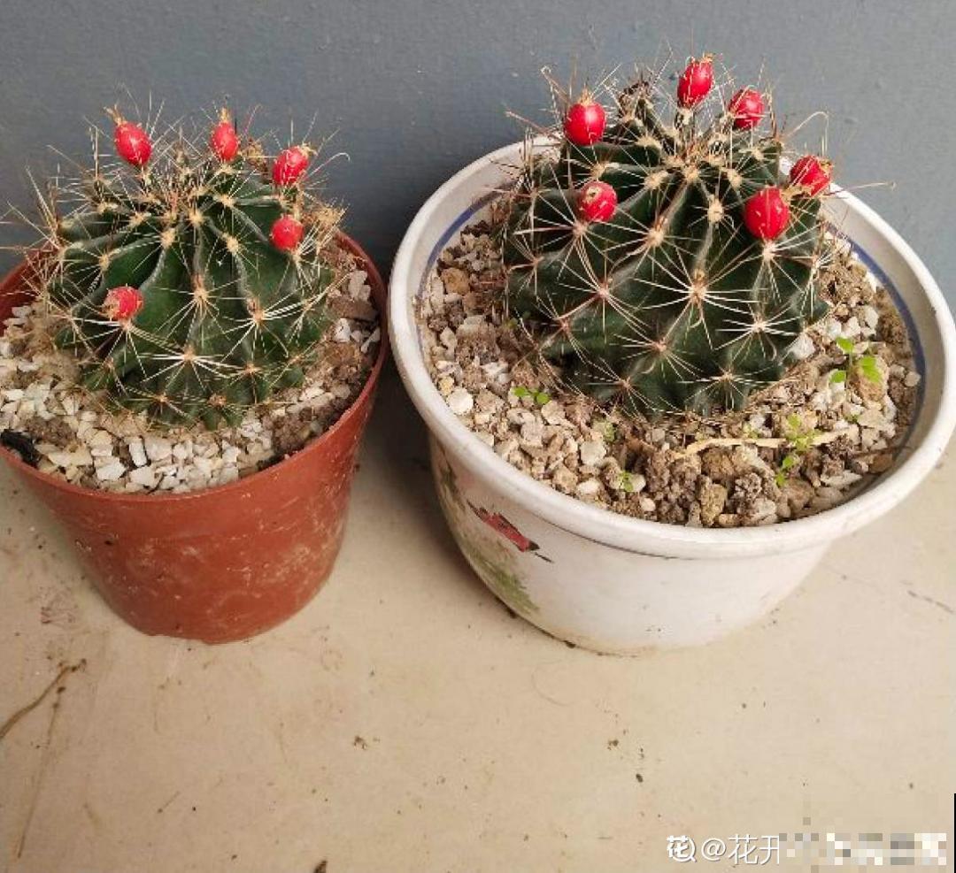 聪明人养4种花,一定记得收种子,多的能赚钱 聪明人养4种花,一定记得收种子,多的能赚钱