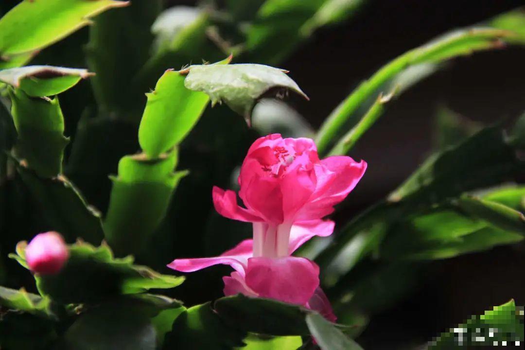 9种花,天热会“假死”,千万别丢了,秋天就苏醒 9种花,天热会“假死”,千万别丢了,秋天就苏醒