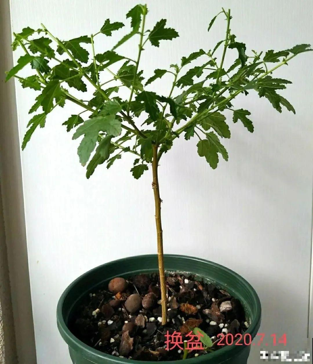 养花大神的爆花技巧，我给大家偷来了，赶紧学