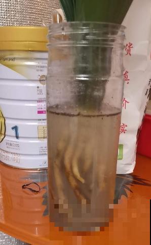 秋天给花换盆,要注意3要点,植物越长越壮 秋天给花换盆,要注意3要点,植物越长越壮