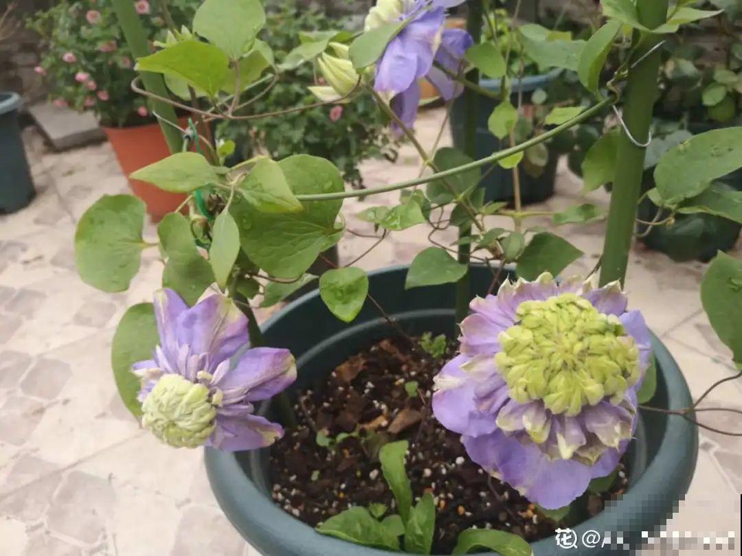 6月份扦插，选好合适的植物品种，沾土、泡水都能活