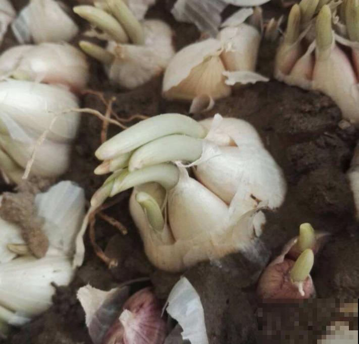 天然安全的驱蚊方法，驱蚊效果好，使用方便