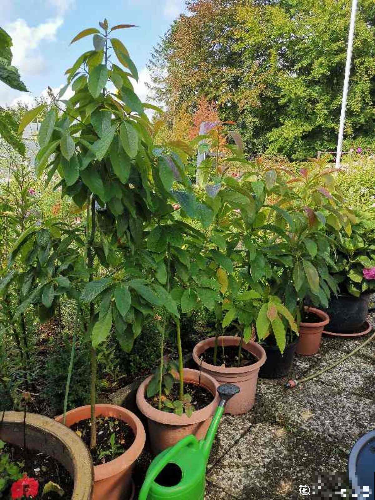 1粒种子几块钱，掌握6个养护方法，结出的果实可达几百块