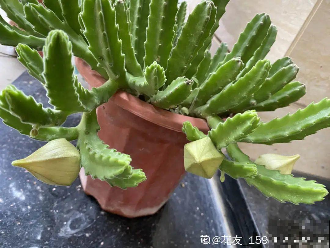 10种“脏脏”花，爱干净的人别养，会招虫子