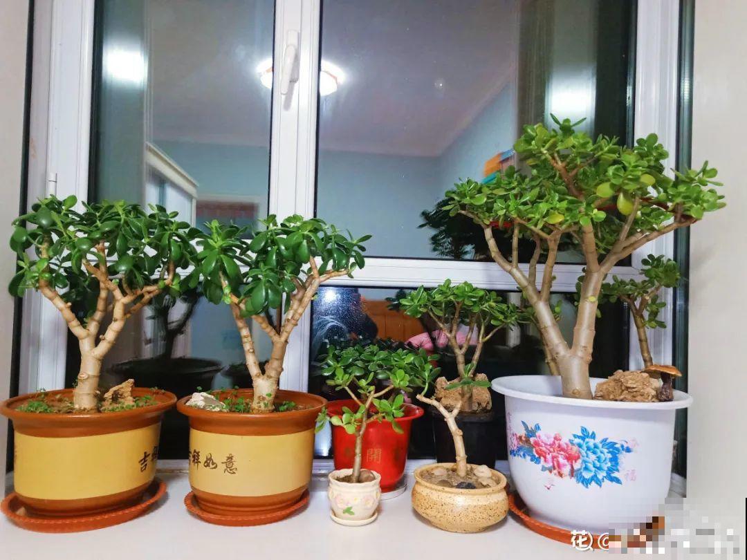 虎皮兰浅盆养，小芽嗖嗖冒，满盆都是新芽