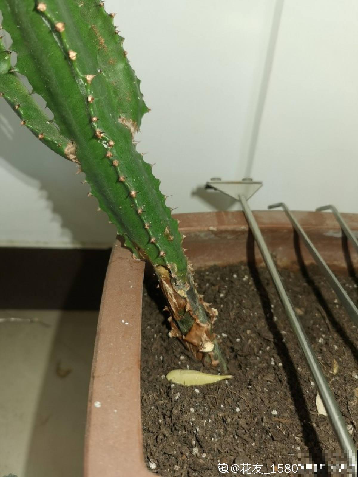 室内明明很凉快，怎么植物还枯萎？做好室内养护，植物安稳过夏天