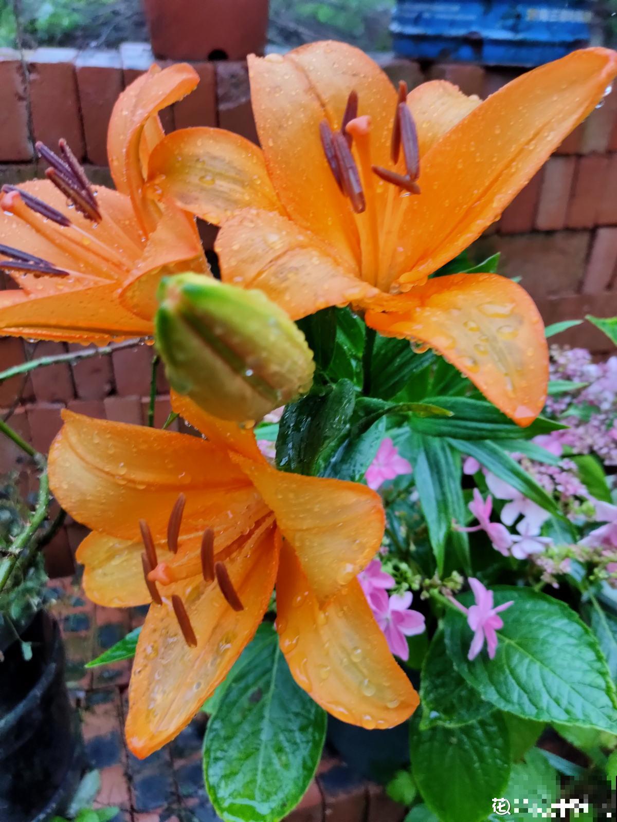 因为一盆花，丈夫和我大吵一架，爱花香有什么错