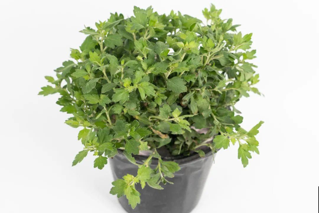 掌握5个步骤，球菊秒变开花机器，花期四季不停