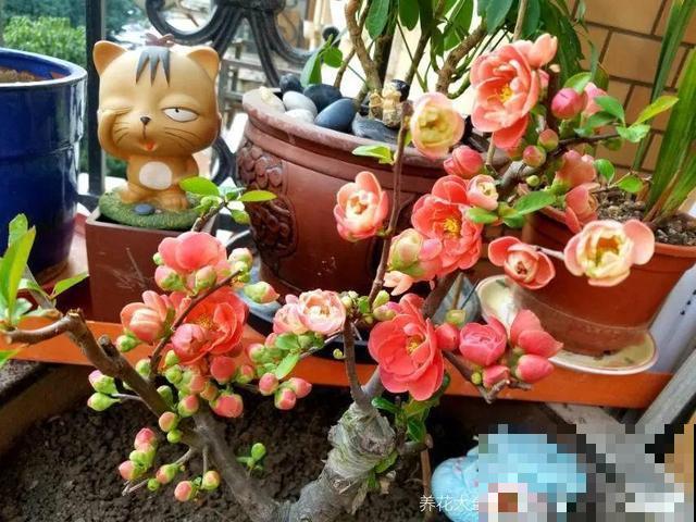 你出生在哪一天，那一天对应的花，就是你的幸运花（上）