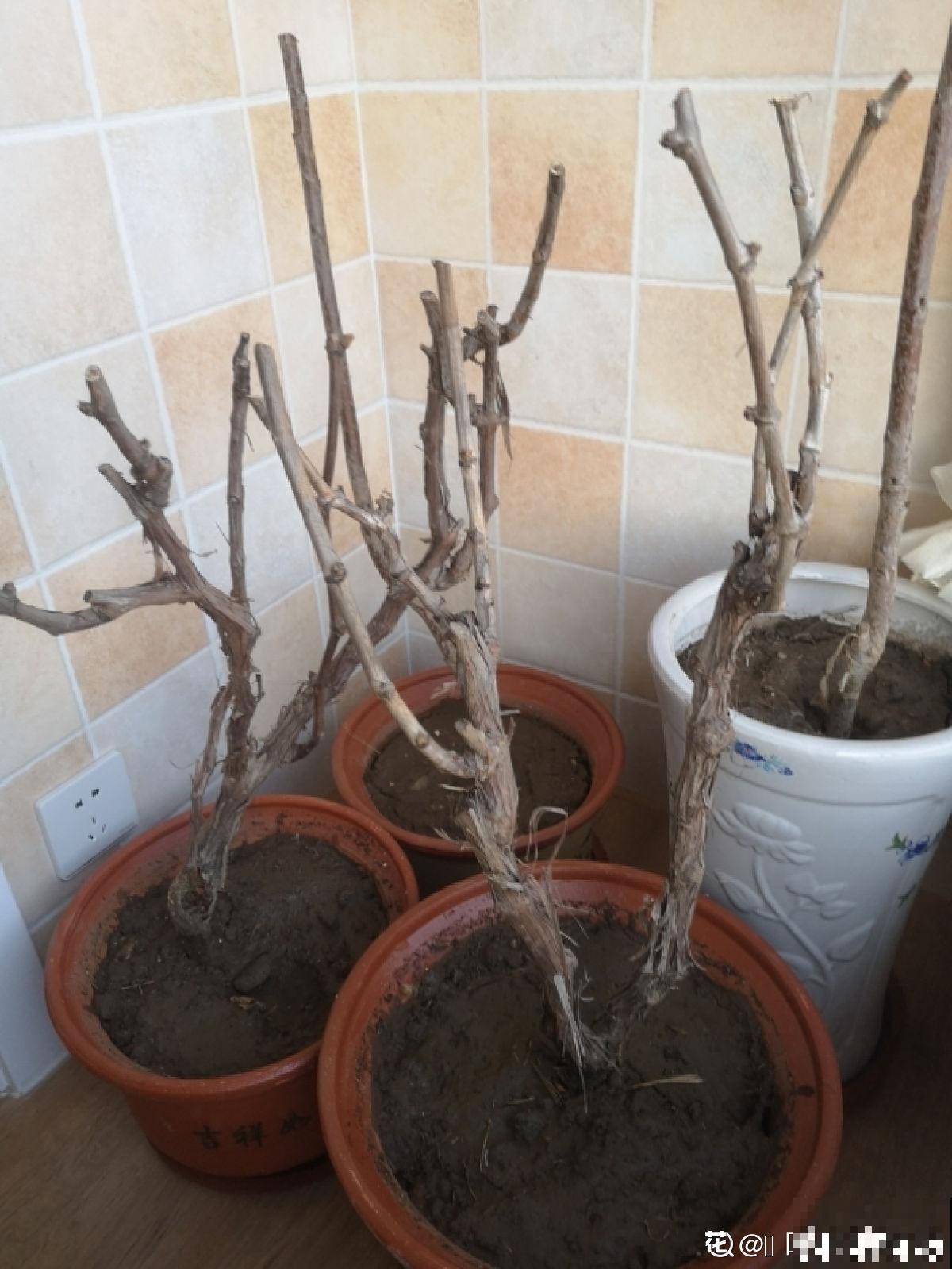 5个步骤，还你一盆樱桃盆栽，果实红得像宝石