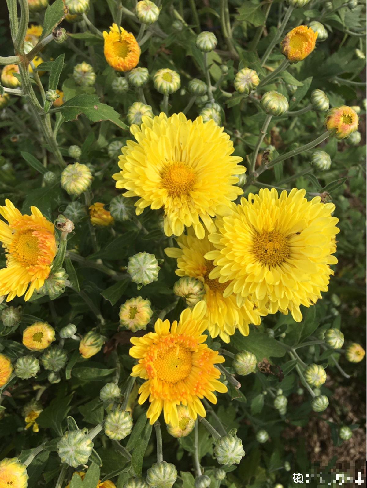 秋天养盆“千朵花”，满盆都是花苞，热热闹闹特好看