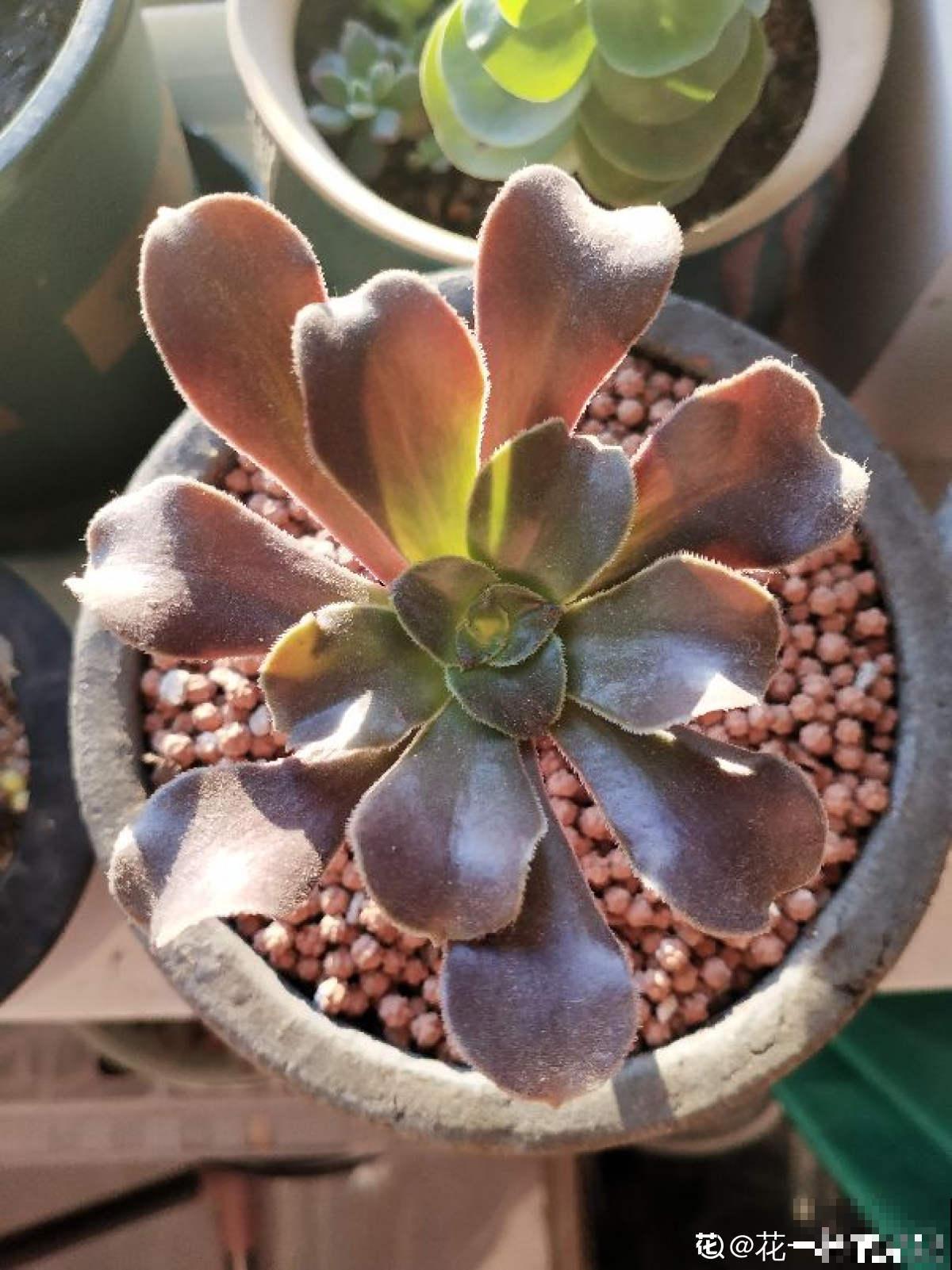 需要“穷养”的3种花，盆越小，水越少，长得越壮实