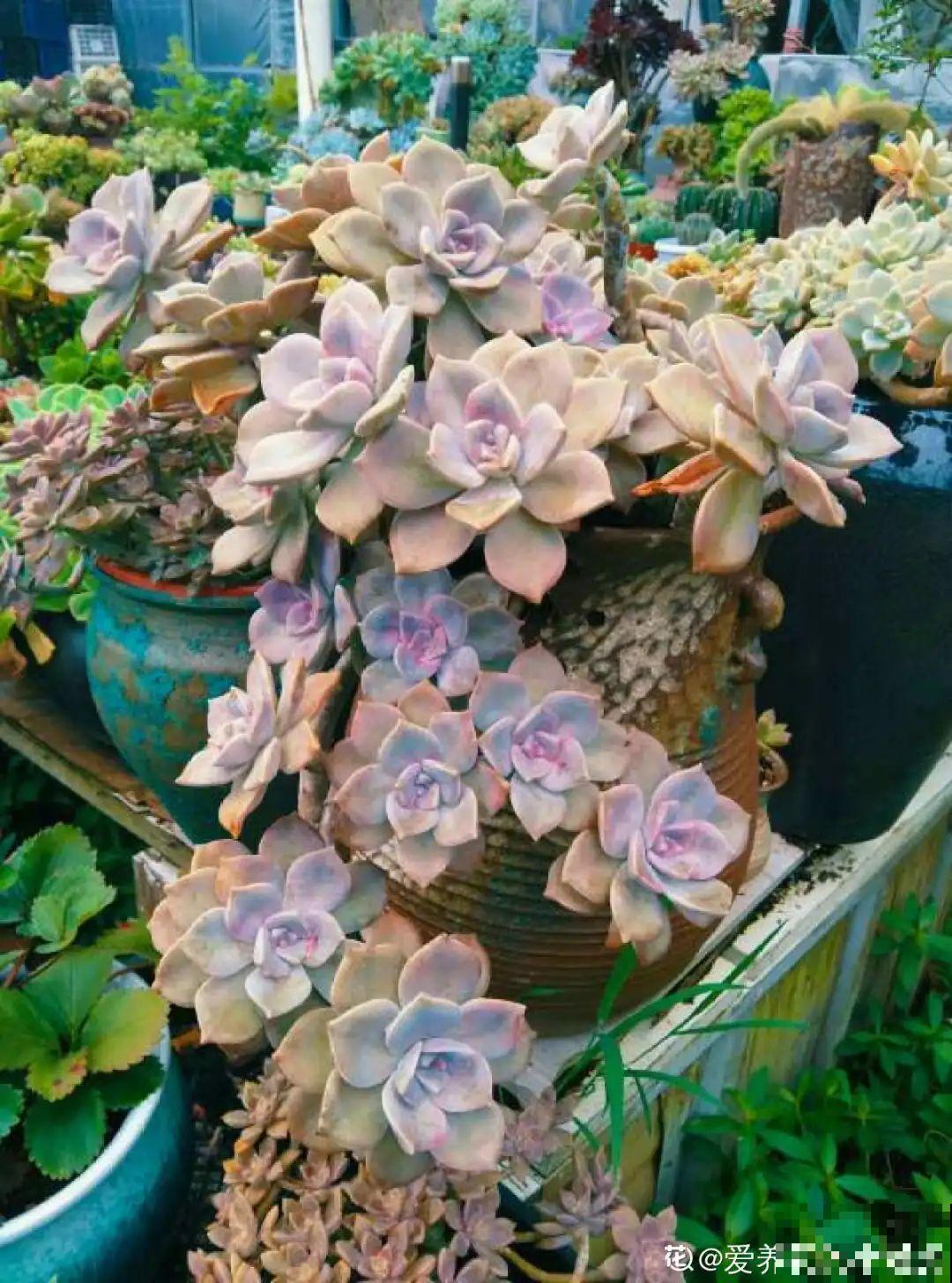 虎皮兰浅盆养，小芽嗖嗖冒，满盆都是新芽