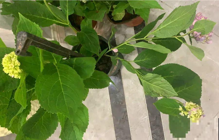 茉莉一长高就剪，别舍不得， 剪对了能快速复花