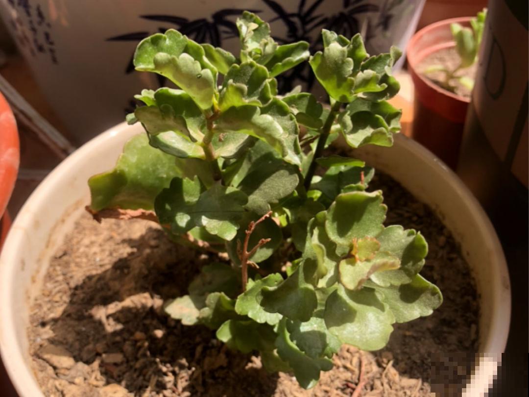 养花“黑名单”实在太难养，心累