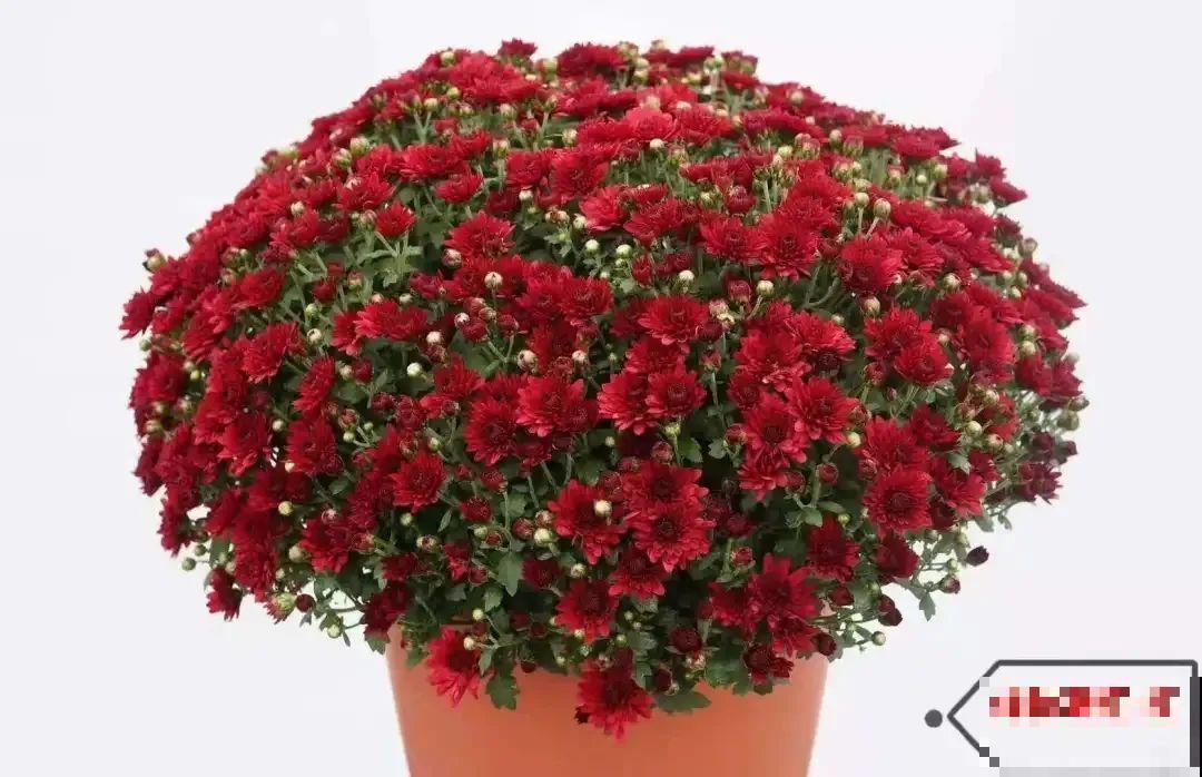 掌握5个步骤，球菊秒变开花机器，花期四季不停