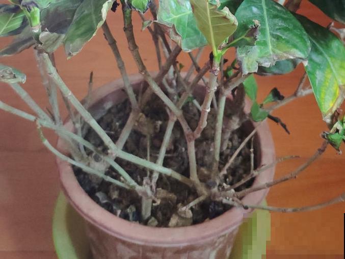 花成了光杆司令，剪一刀撒点药，很快冒新芽