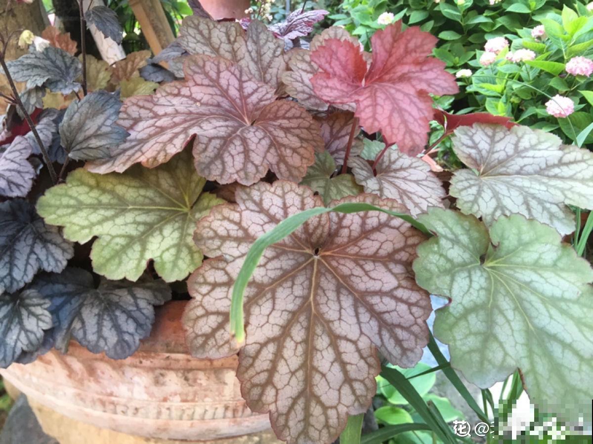 秋天是养花新高峰,院子赶紧种上4种花,美得像幅画 秋天是养花新高峰,院子赶紧种上4种花,美得像幅画