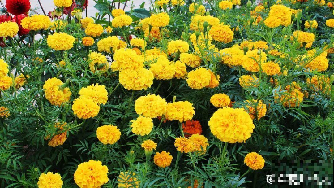 10种花开完不要剪，等20天之后，1盆变多盆