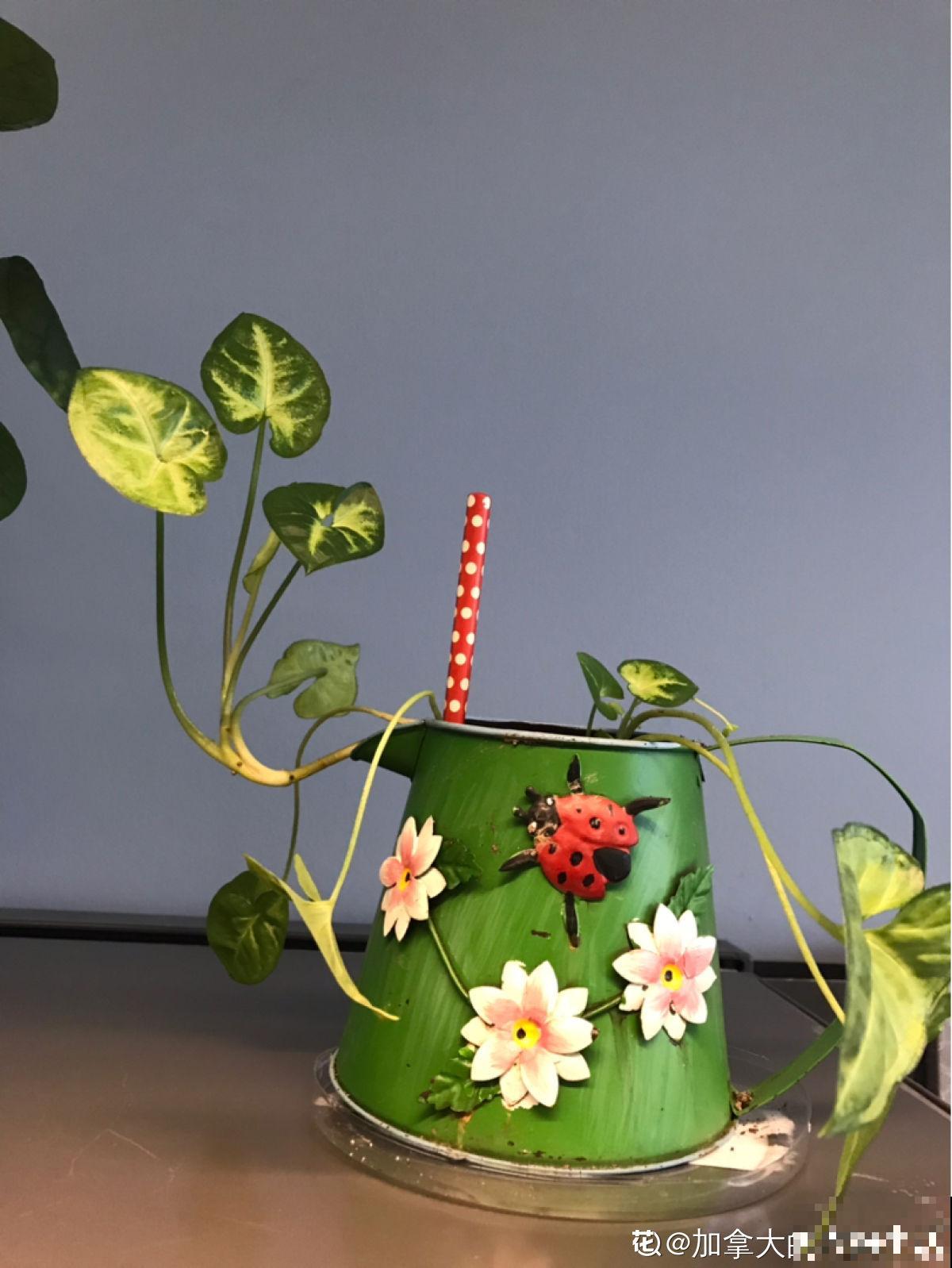 水壶还能养植物?只要3步,看看大家咋养的 水壶还能养植物?只要3步,看看大家咋养的