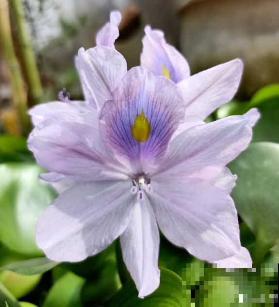 南方泛滥的花,北方人“爱不释手”,太“拉仇恨”了 南方泛滥的花,北方人“爱不释手”,太“拉仇恨”了