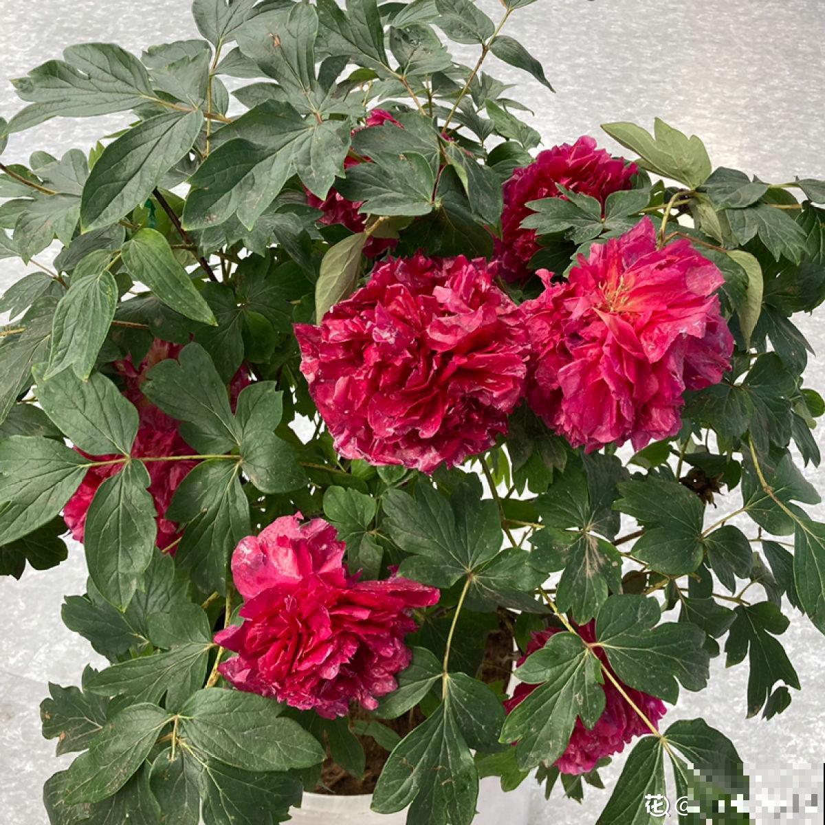 老中医爱养的60种植物，图文并茂特详细，种一盆养人养身心