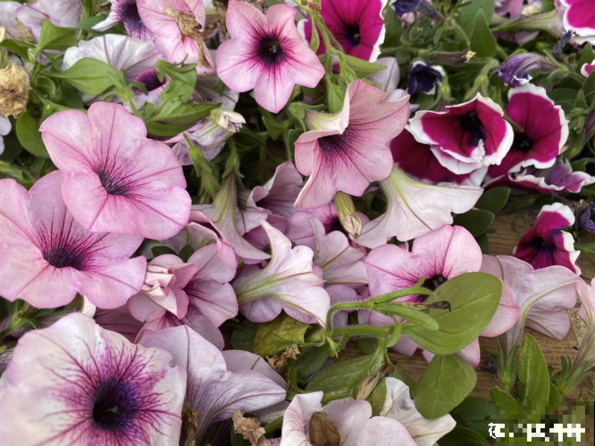 花朵中的“爆花机器”，初秋正是生长旺季，越“掐”花越多