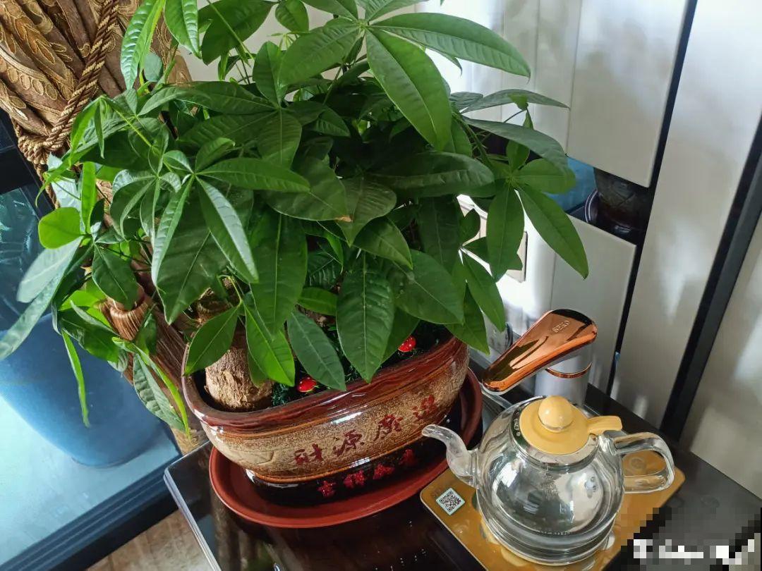 吊兰喝点淘米水，长成“爆炸头”，旺的不得了