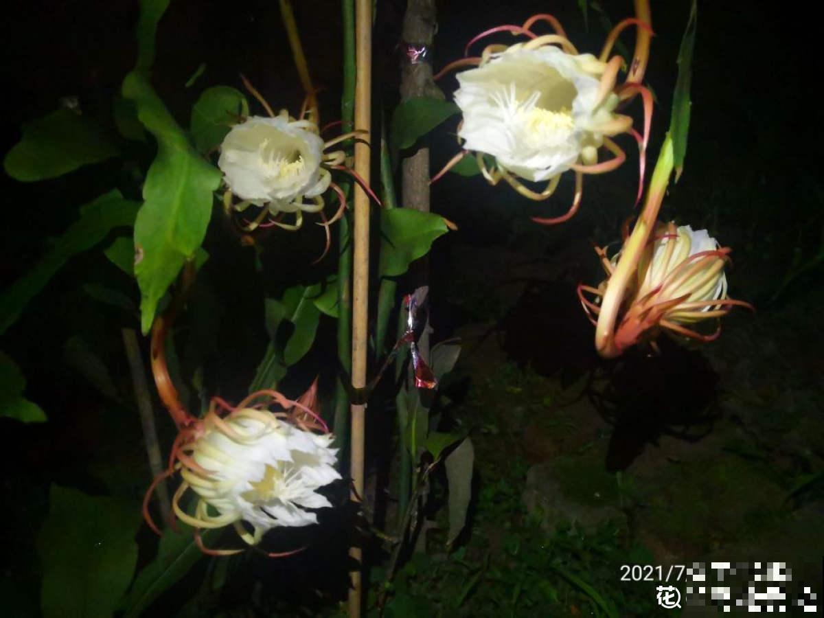 神秘莫测的昙花，秋季午夜才会开花，你见过吗