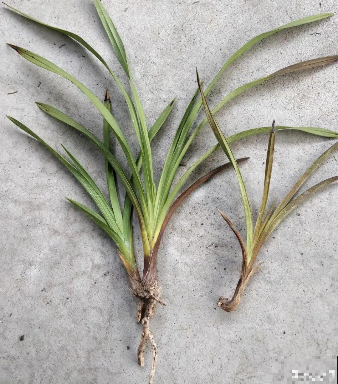 警惕秋老虎，别让你的花，度过夏天，却死在秋天