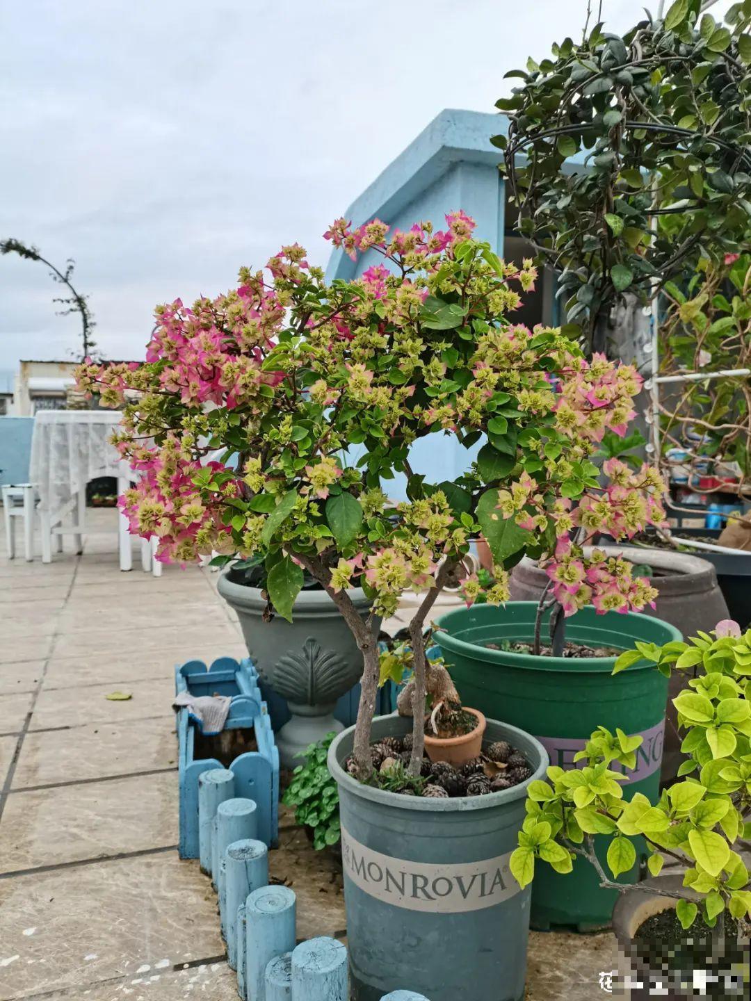 天台花园VS低层庭院,哪里养花更方便? 天台花园VS低层庭院,哪里养花更方便?