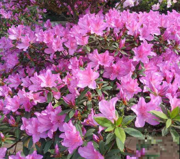 公认的“必死花”，买过“N”次都养不好，实在是太难养了！