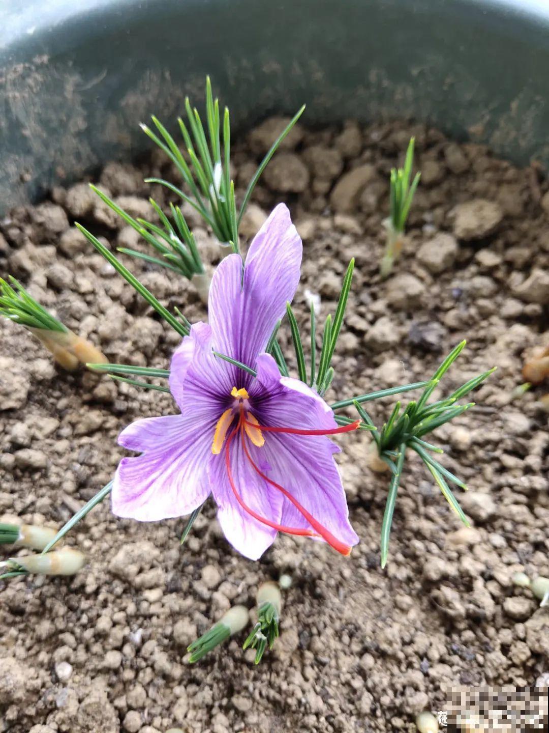 上千块一斤的花,名贵得很,自己在家也能种 上千块一斤的花,名贵得很,自己在家也能种