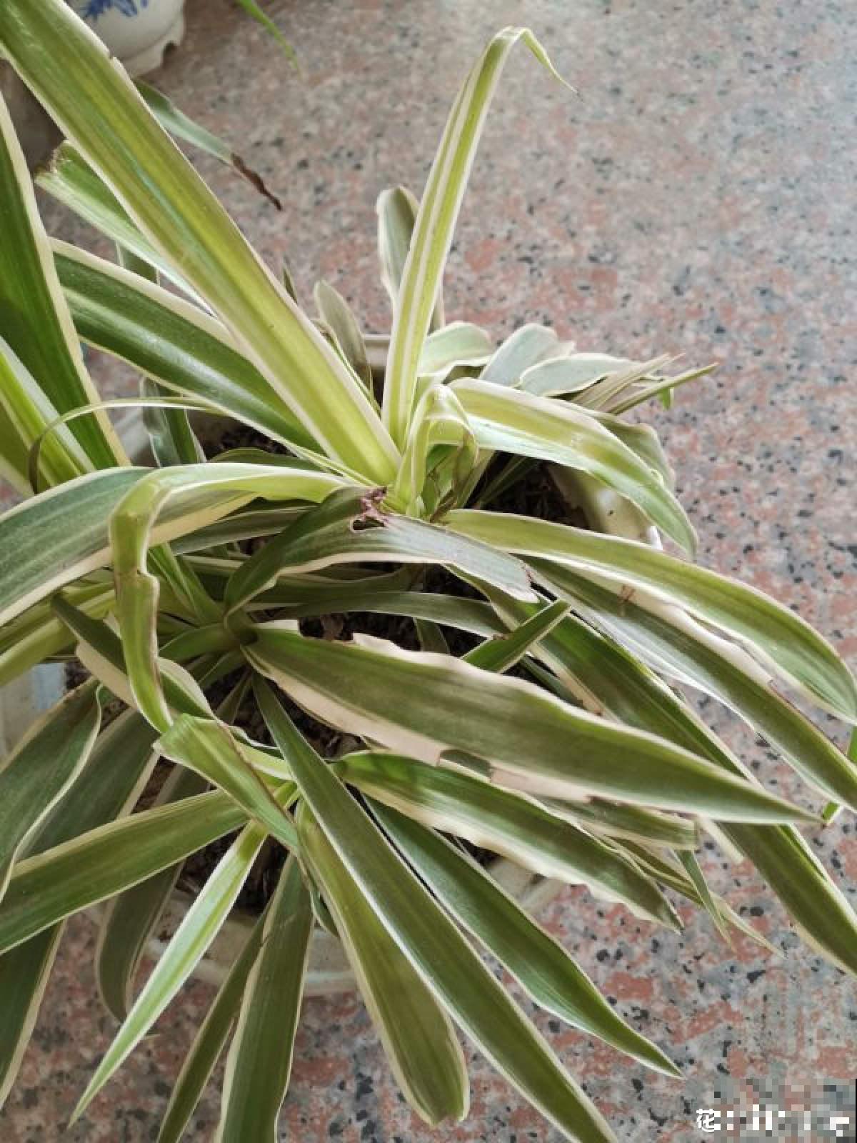 网购的花,拿到手后做4步,很快恢复状态 网购的花,拿到手后做4步,很快恢复状态