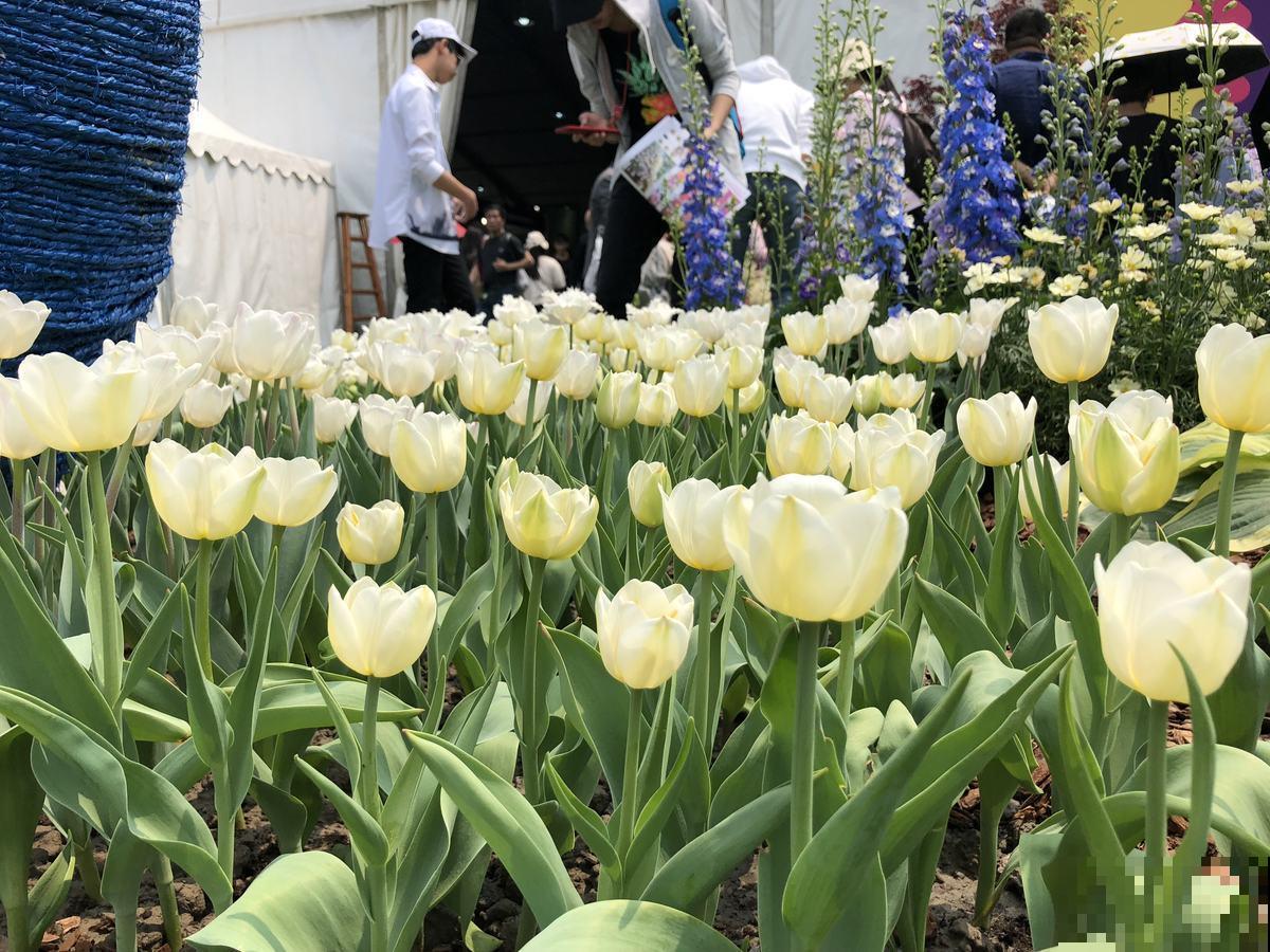 常见花卉就没毒?错了!5种常见花有毒 常见花卉就没毒?错了!5种常见花有毒