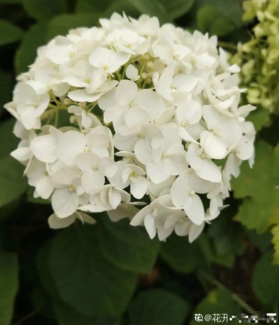 家里光照不足，就养这2种精灵花，耐阴花期长，皮实好养