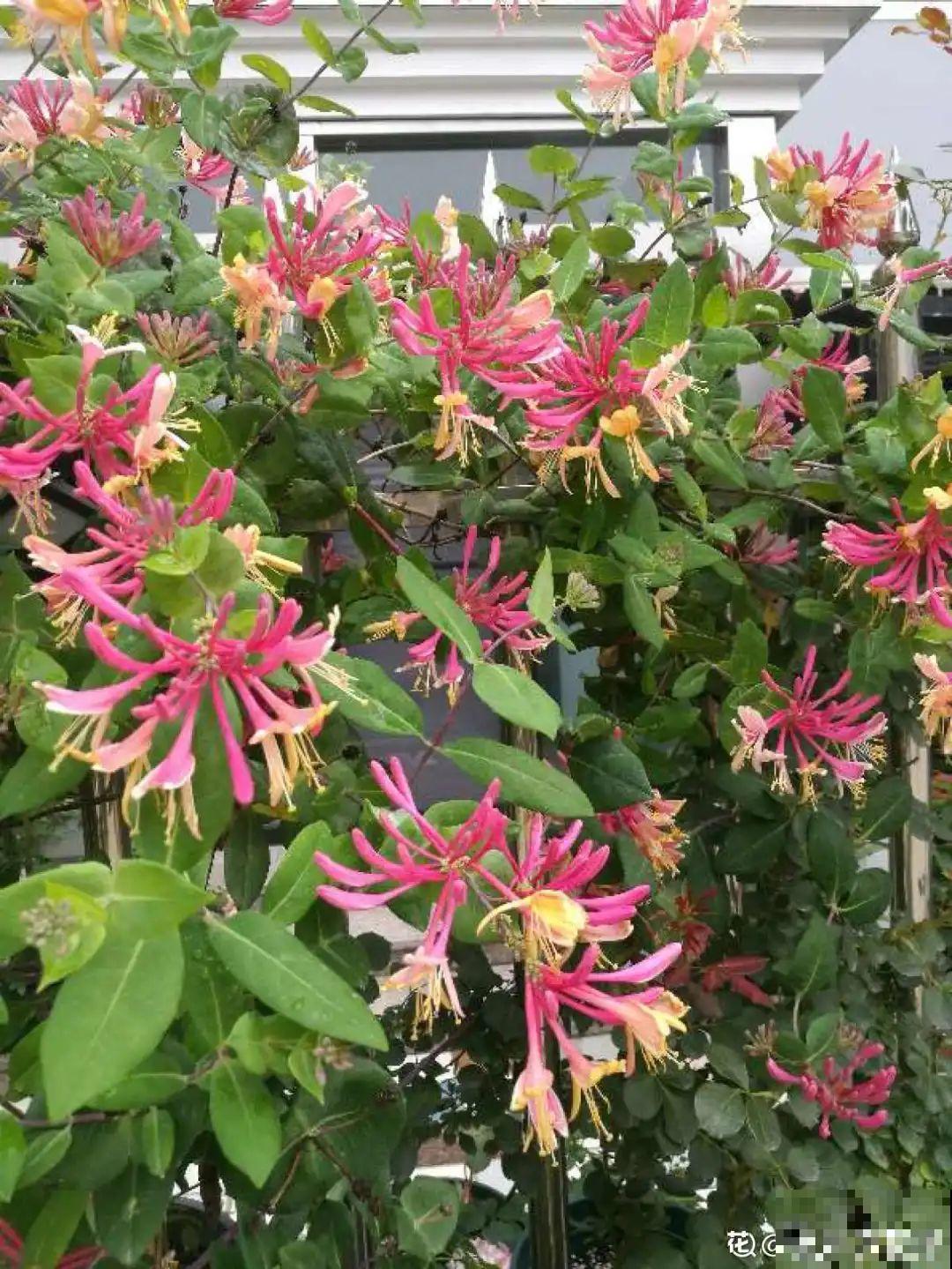 8种花名字里带金,听着就富贵,赶紧养一盆 8种花名字里带金,听着就富贵,赶紧养一盆