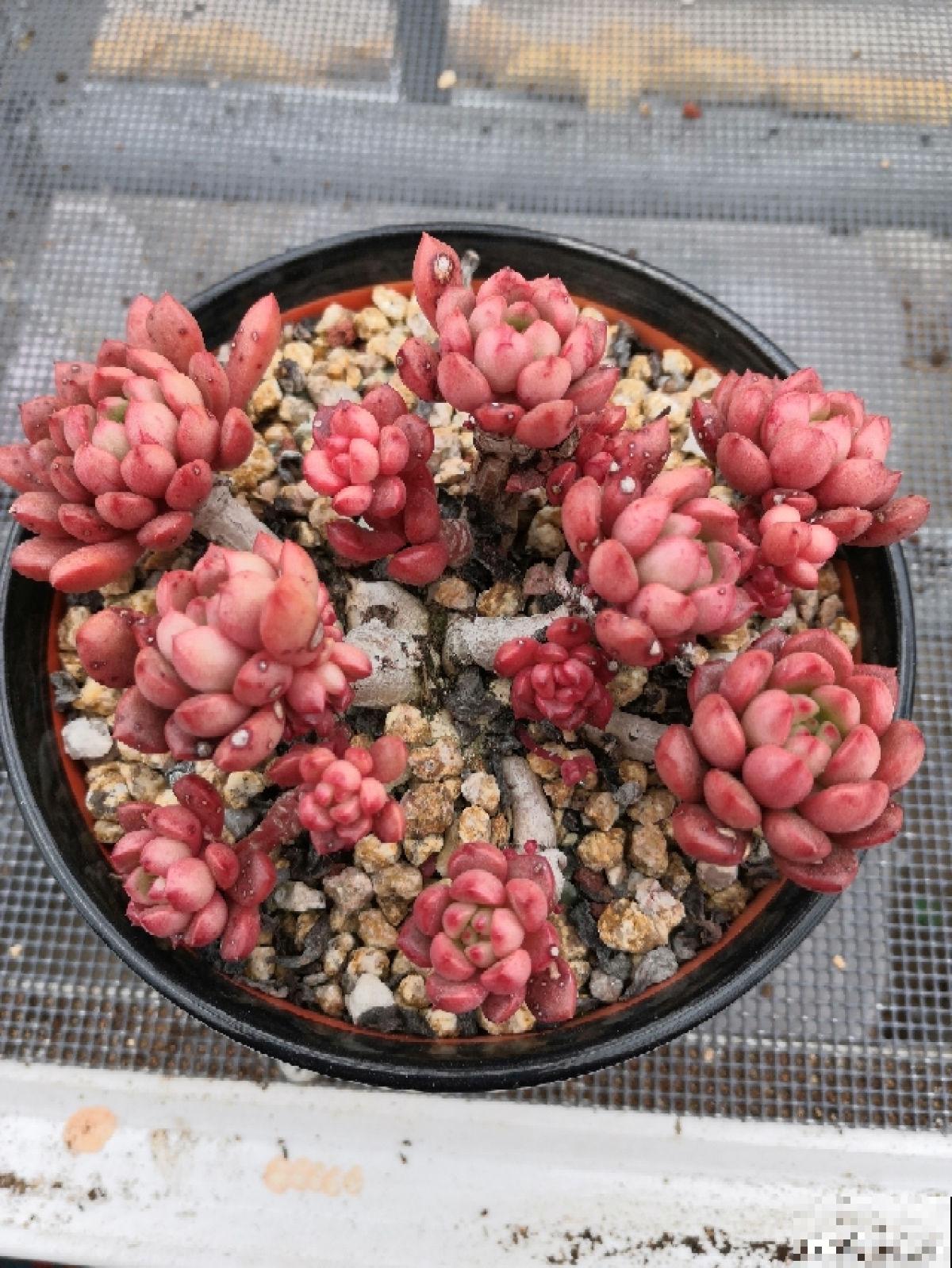 8种超美多肉,秋天抓住时机养,颜值高好养活 8种超美多肉,秋天抓住时机养,颜值高好养活