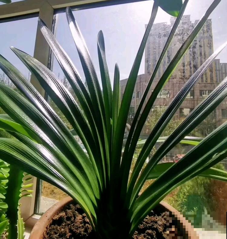 有故事的花，不在于多么金贵