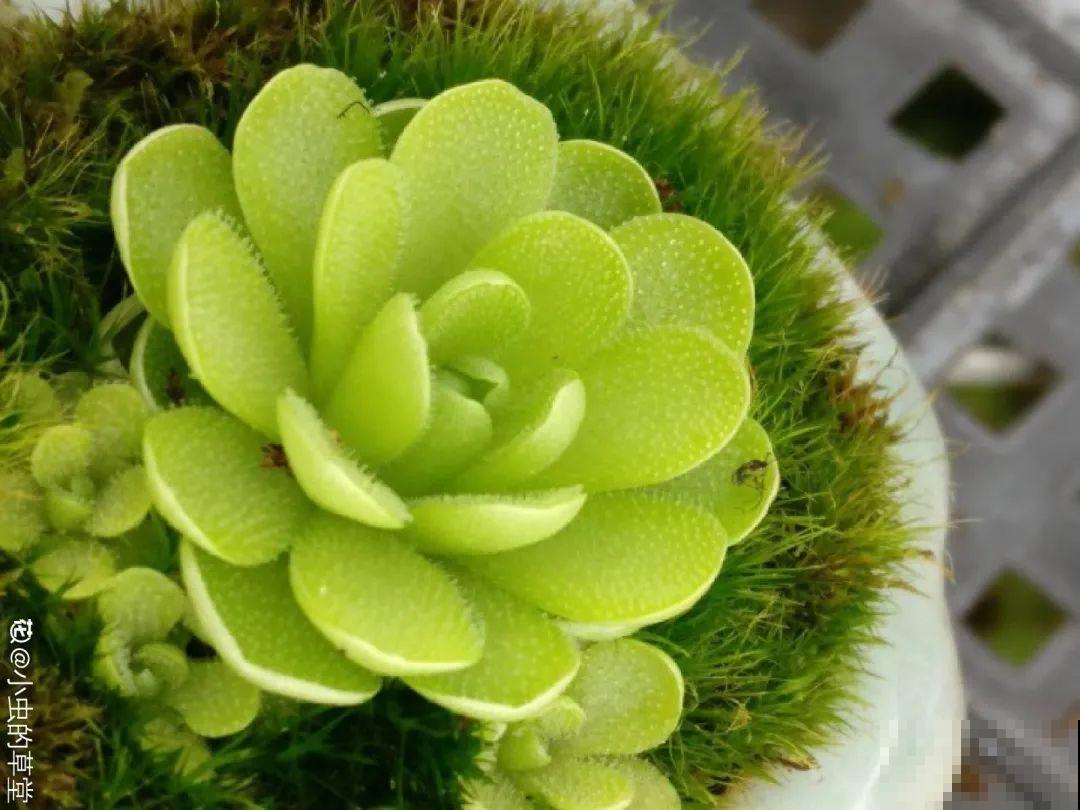 江西无蚊村,种满“驱蚊树”,一年四季没蚊子 江西无蚊村,种满“驱蚊树”,一年四季没蚊子