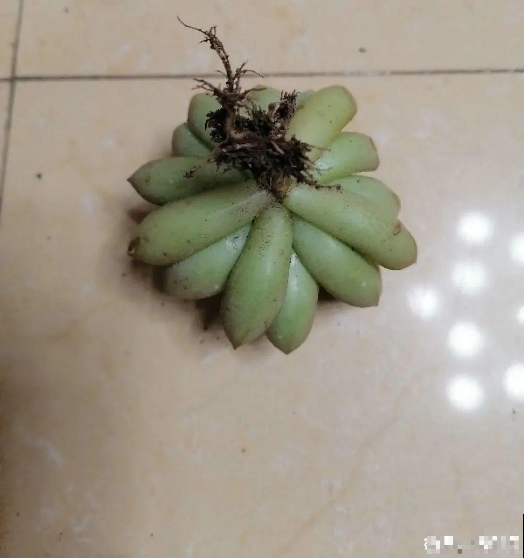 8种花夏天不能买,买回来就死,白浪费钱 8种花夏天不能买,买回来就死,白浪费钱