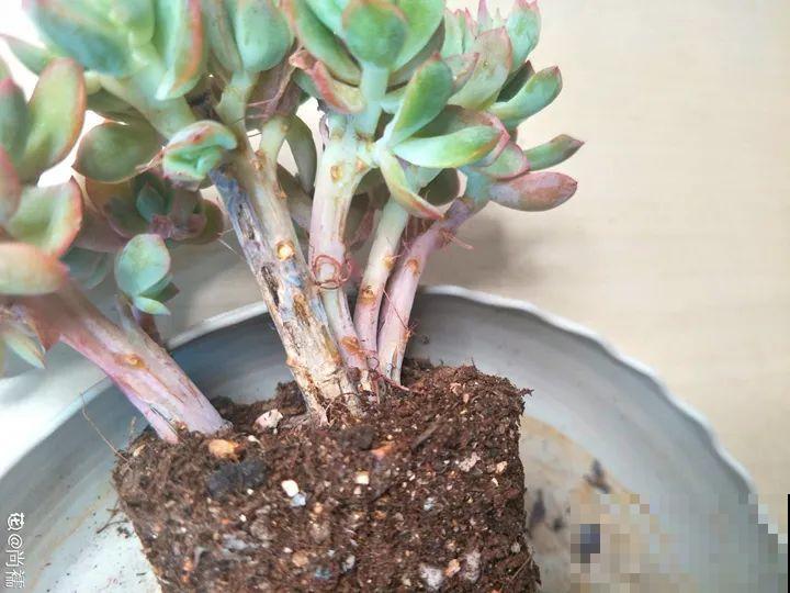 9种花最怕下雨天，一淋雨就死，太心疼了